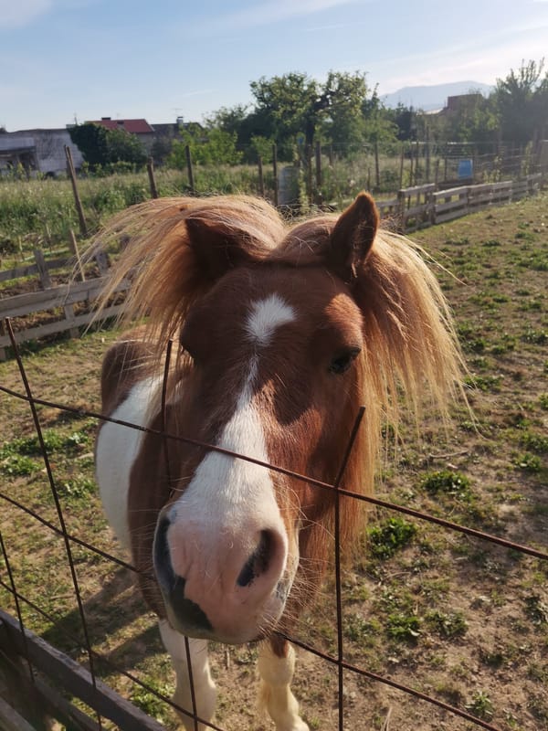 Chestnut pony with white blaze observed grazing in paddock