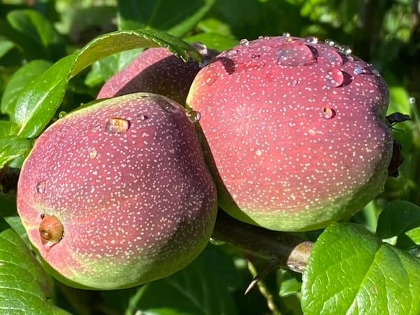 Dewy grass and ripe fruit in a Purkersdorf garden