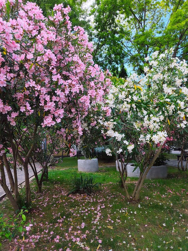 Oleander and magnolia in bloom across Sochi parks
