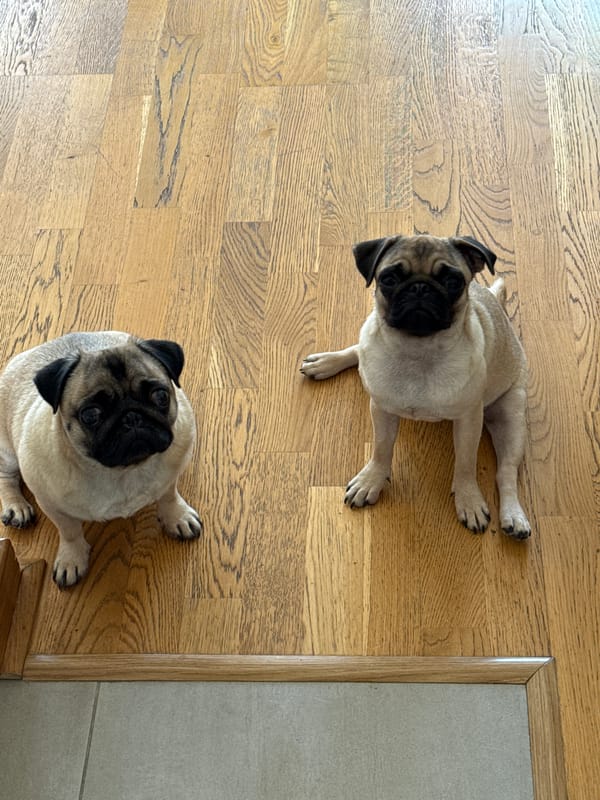 Two pugs doing pug things on a wooden floor at home