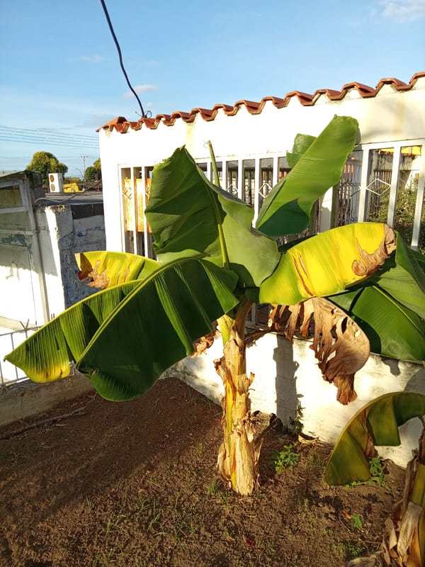 Everyday scenes captured in Ciudad Guayana residential areas