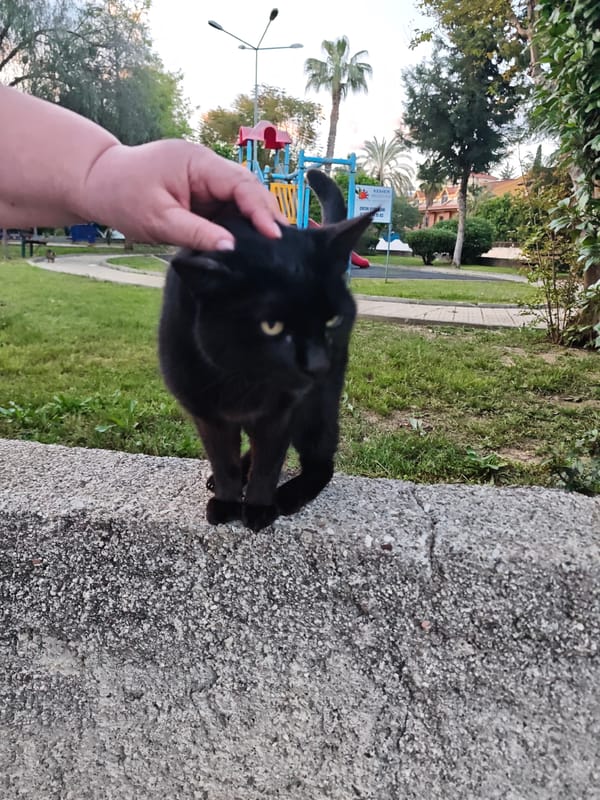 Three cats spotted in Kemer park area