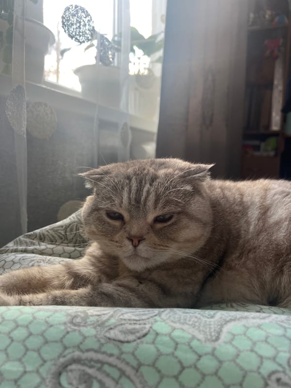 Woman takes early morning selfie with Scottish Fold cat