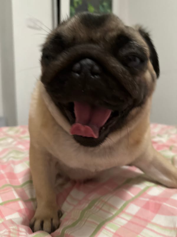 Pugs relaxing on bed in various poses