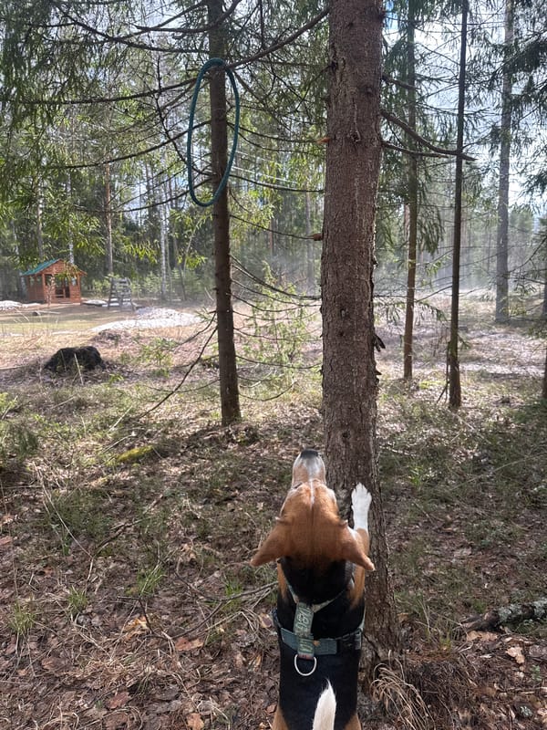 Morning forest walk with dog documented in Noviy, Russia
