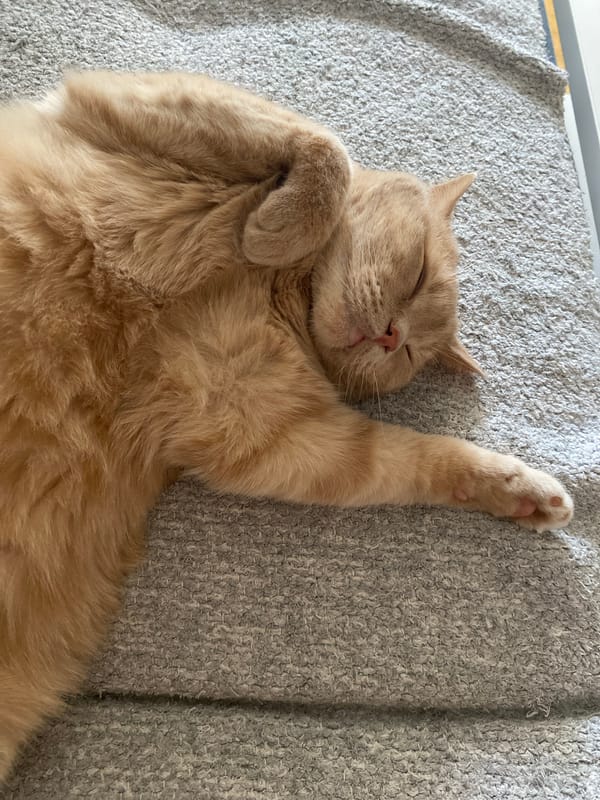 Orange cat naps on grey surface in Novi Sad