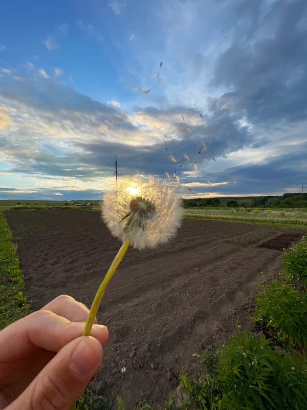 Rural journey captured through photographs during golden hour