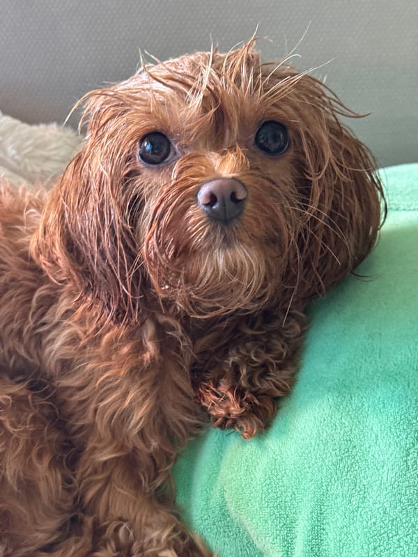 Wet dog recovering on a green towel after bath time