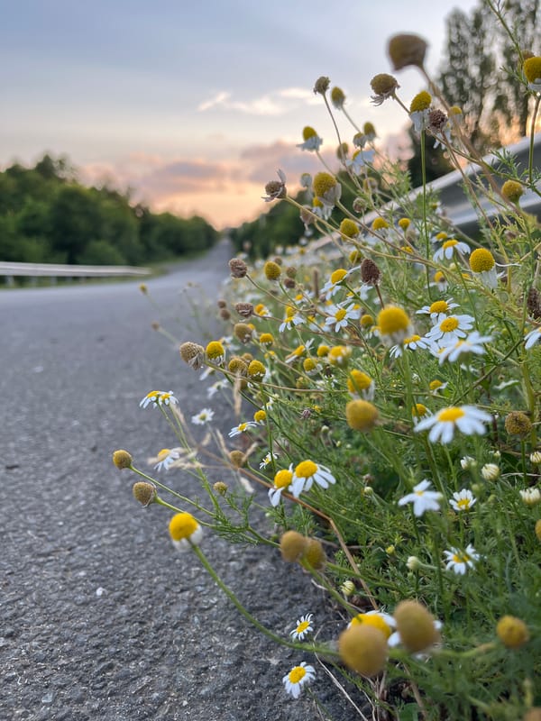 Roadside wildflowers and forest paths at sunset in Ureki
