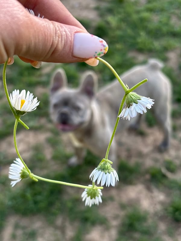 Hand holds daisy chain in Bulgarian town
