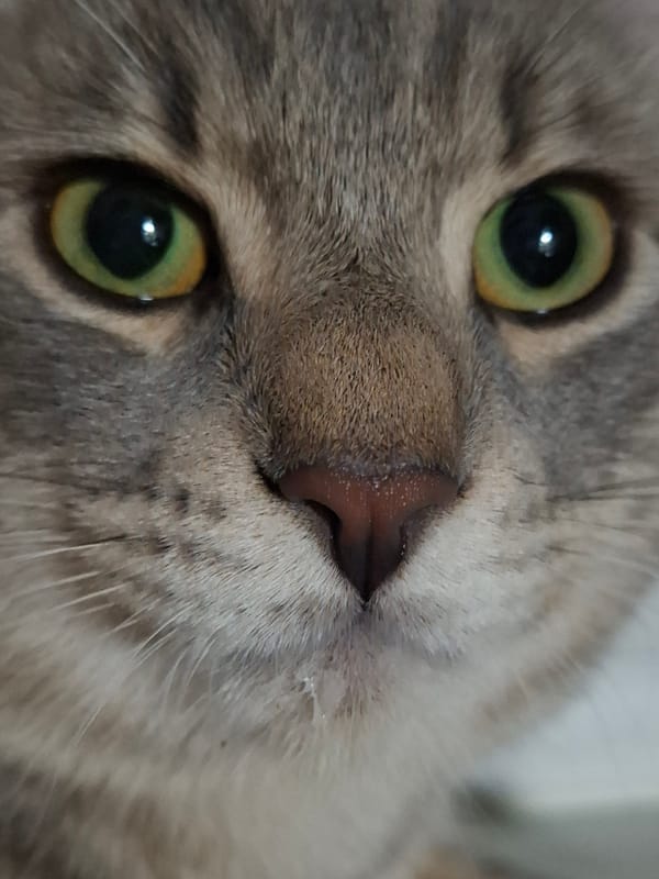 Cat plays with toilet paper roll in fabric bin