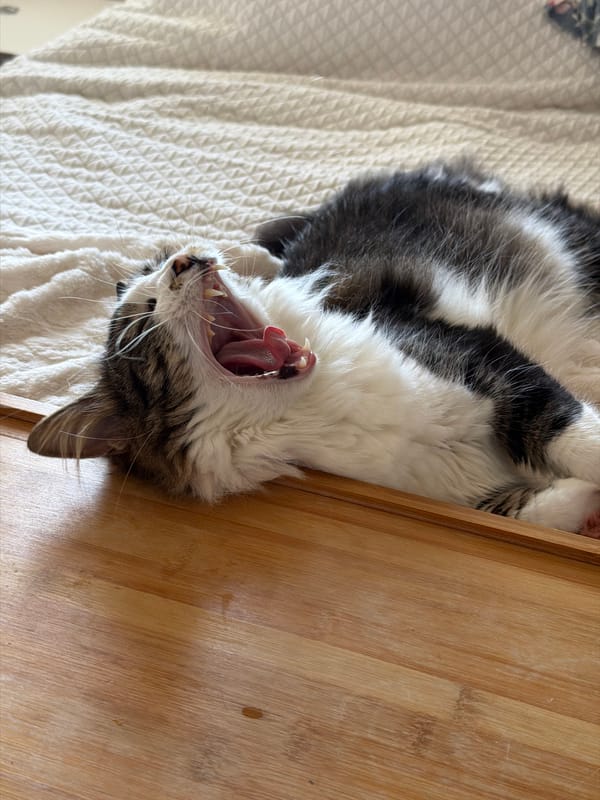 Cat rests and receives attention in Bat Yam home