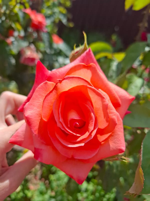 Roses, lavender, tomatoes, and a cat in a Korenovsk garden