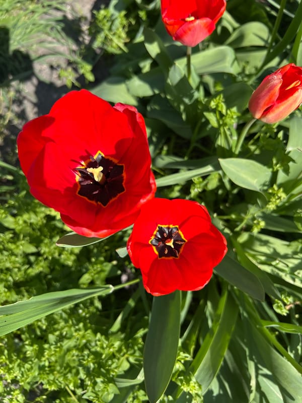 Spring tulips bloom, Easter preparations observed in Plovdiv