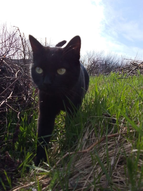Spring awakening documented in rural Russian village