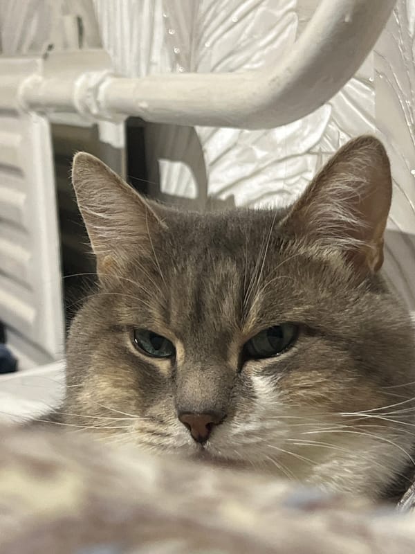 Grey tabby cat photographed in Neftekamsk, Russia