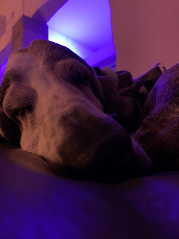 Dog photographed under colored lighting in Tel Aviv
