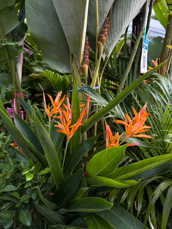Tropical plants and ceramics at a Chiang Mai garden market