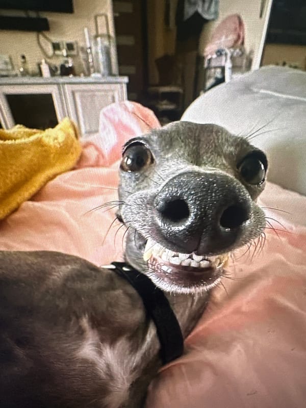 Italian Greyhound and a cat-typography graphic tee in Hallandale Beach