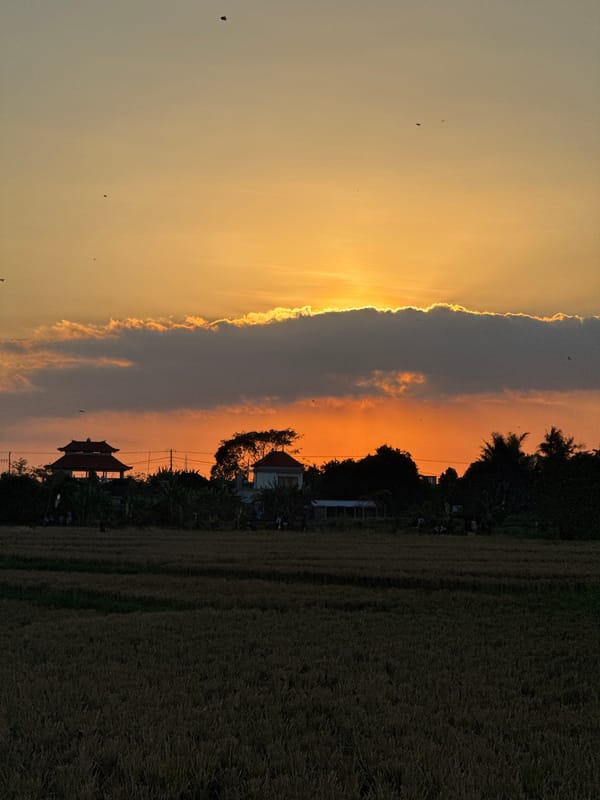 Dusk walk through Denpasar rice paddies at golden hour