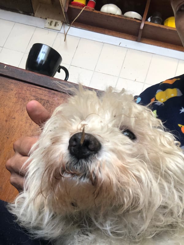 Fluffy terrier mix dog spotted indoors in La Paz