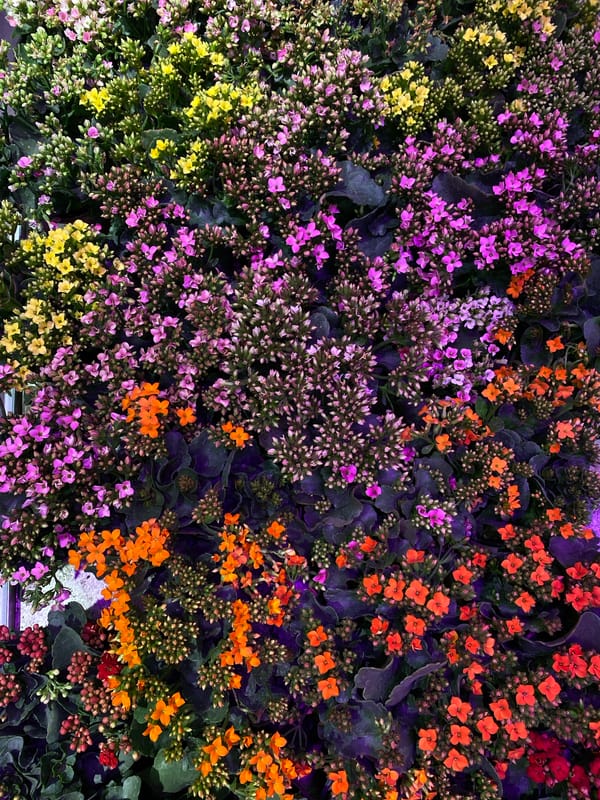 Interior design elements documented in San Bernardino Tlaxcalancingo, Mexico