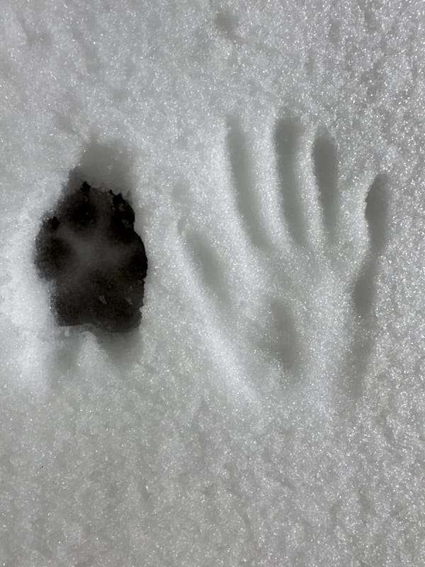Evening snow scene documented in Russian village with tracks, dog