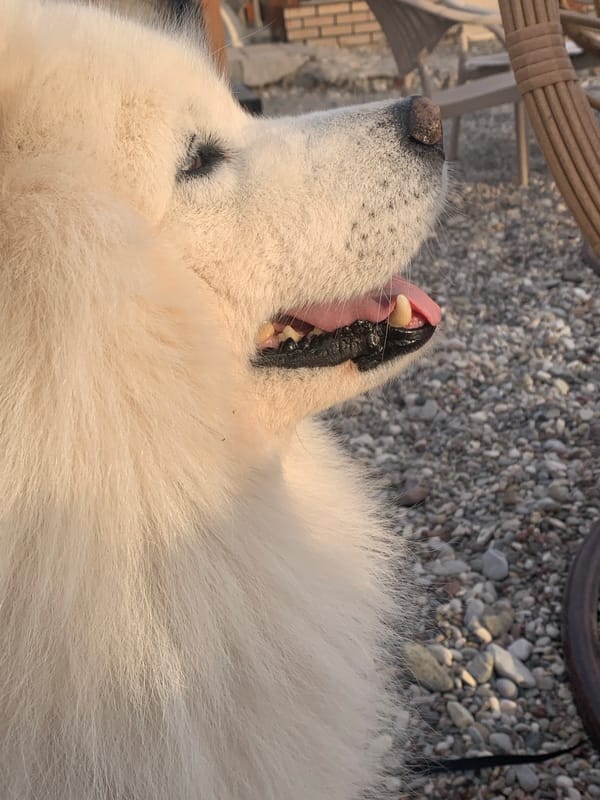Person shares outdoor meal with white dog in Bar