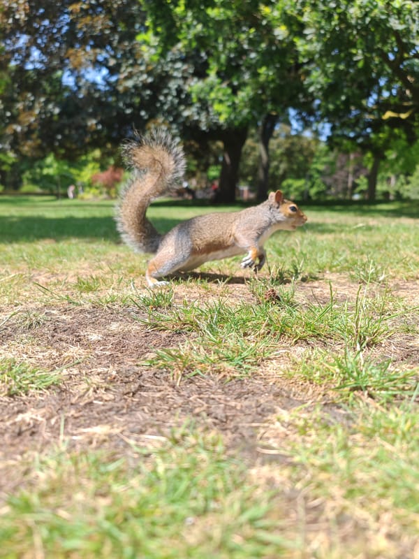Grey squirrel foraging on dry grass in a London park