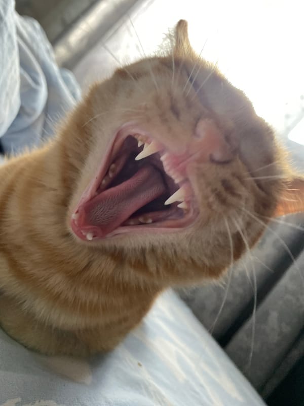 Close-up cat moments: yawning, lounging, and mutual grooming