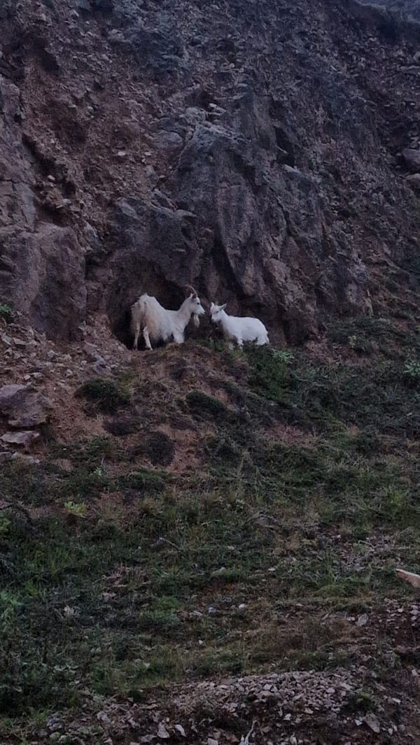 White goats spotted on rocky hillside near Llandudno Junction