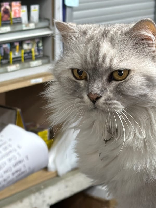 Shop cat and nighttime street scenes across Ko Samui