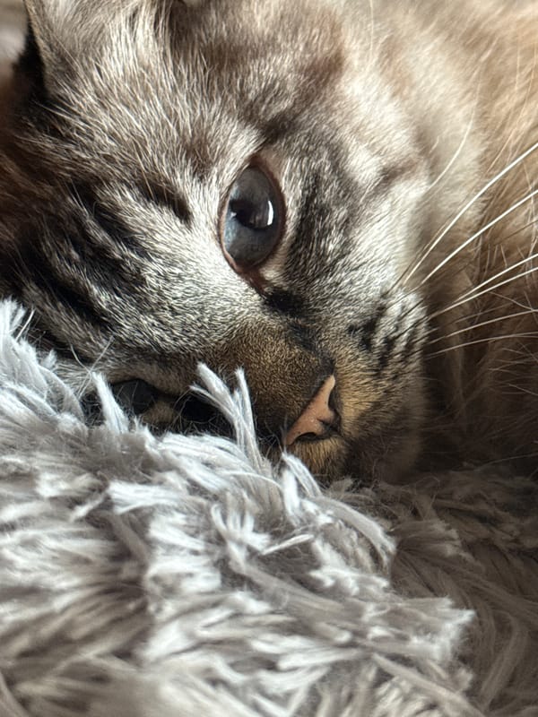 Cat spotted resting and playing in Puebla, Mexico