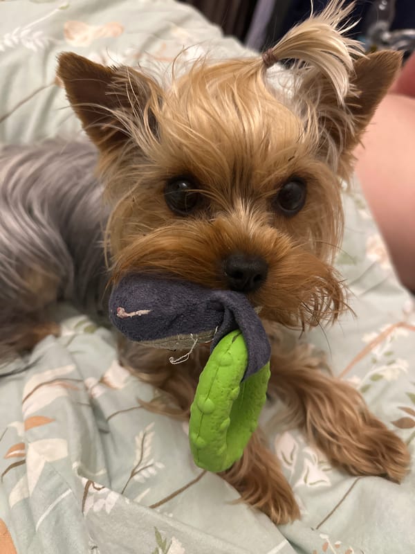 Yorkshire Terrier enjoys extended playtime session in Russian home
