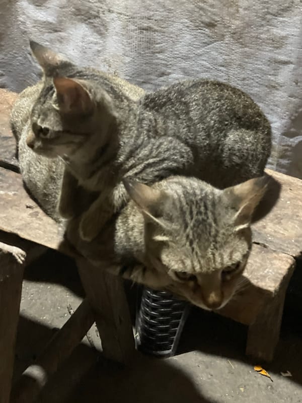 Quiet moments captured in Kiblawan: cats, pumpkins, moonlit scenes