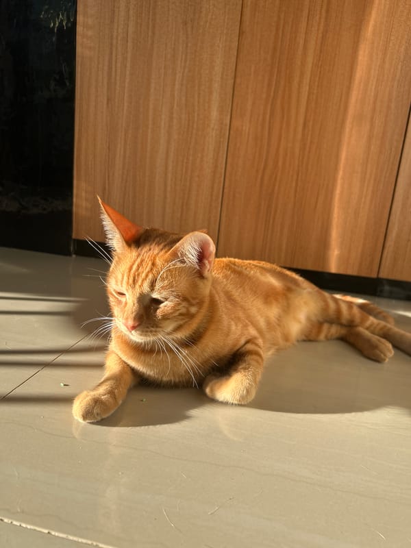 Orange tabby cat rests on tiled floor in Kuta Selatan