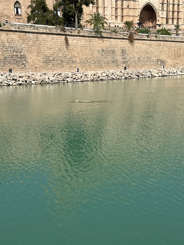 Helicopter flies over Palma cathedral, harbor area documented