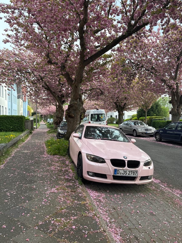 Cherry blossoms reach peak bloom on residential street