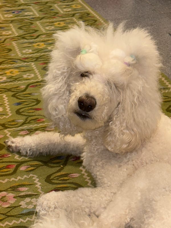 White dog rests on patterned rug in Krasnoyarsk