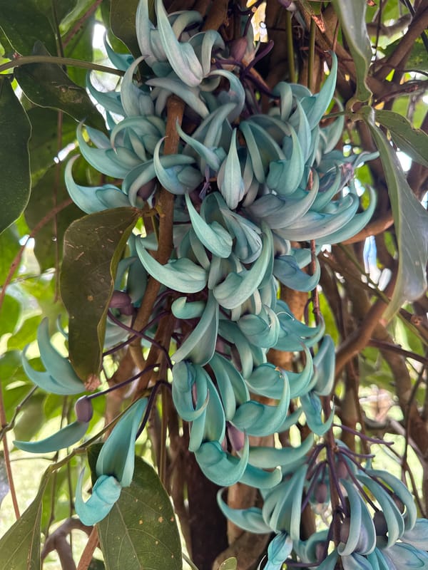 Rare turquoise Jade Vine flowers documented in Mexico