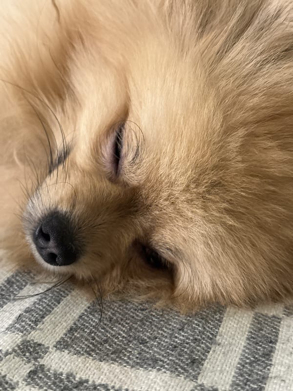 Pomeranian naps and mirror selfies from a Votkinsk bedroom