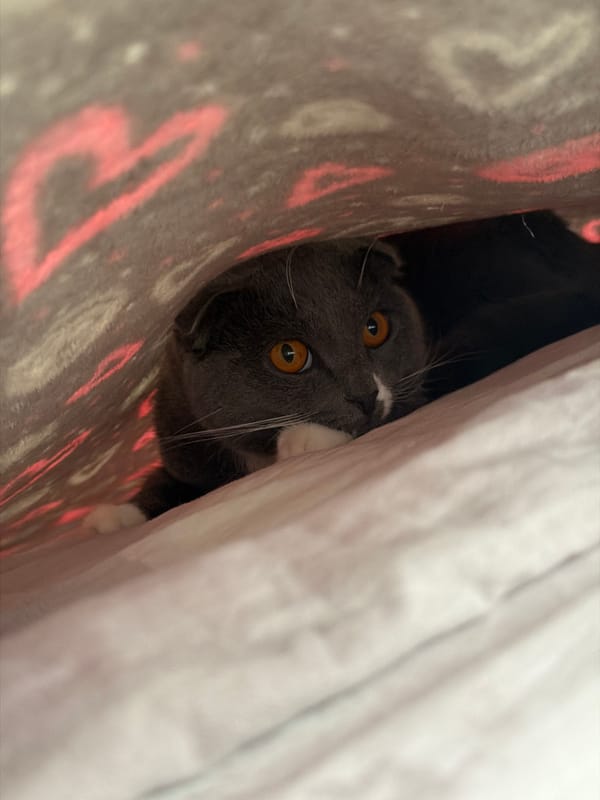 Grey cat with orange eyes tucked under a cozy blanket