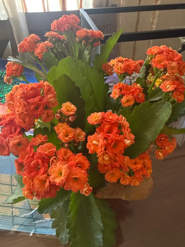 Potted flowers and a cozy hamster setup at home