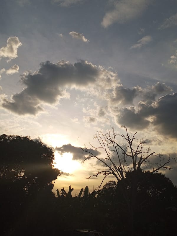 Evening landscape documentation captures sunset, trees in Los Leoncitos, Venezuela