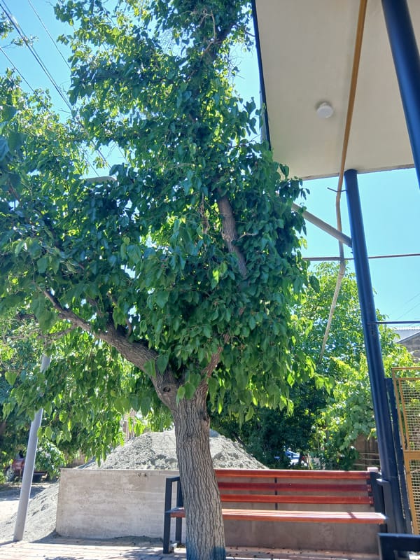 Tree observed in daylight in Vagharshapat, Armenia