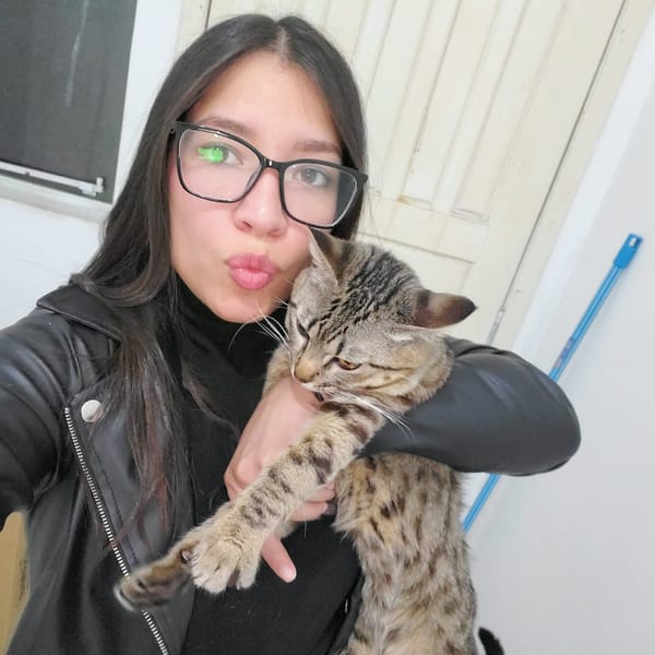 Cat owner introduces tabby to new scratching post in Curitiba