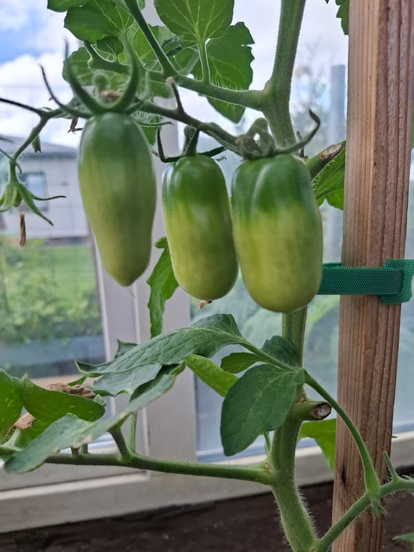Greenhouse tomatoes, pour paintings, and Venetian masks at a Latvian home