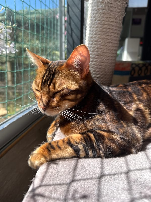 Morning pet life captured across Zagreb homes and streets