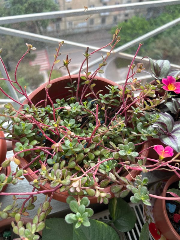 Tbilisi resident documents indoor plants and cityscape views