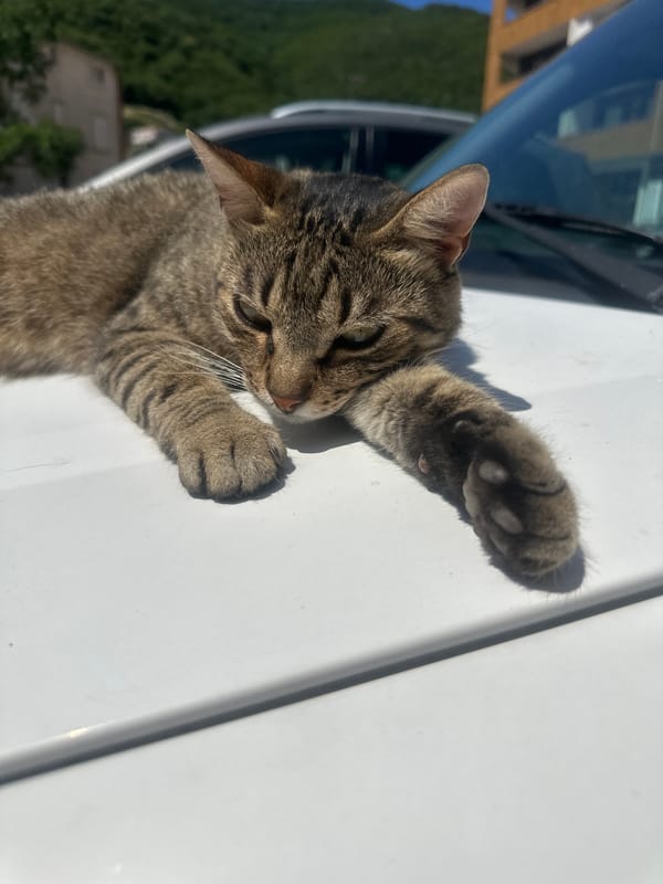 Morning pet encounters and selfies documented in Budva, Montenegro